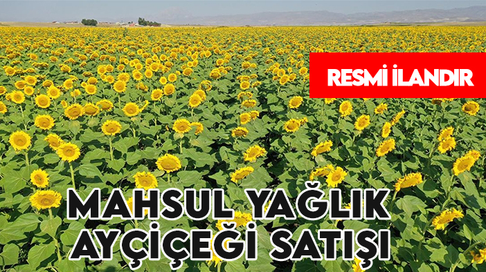 Altınova Tarım İşletmesi Müdürlüğü'nden Mahsul Yağlık Ayçiçeği Satışı