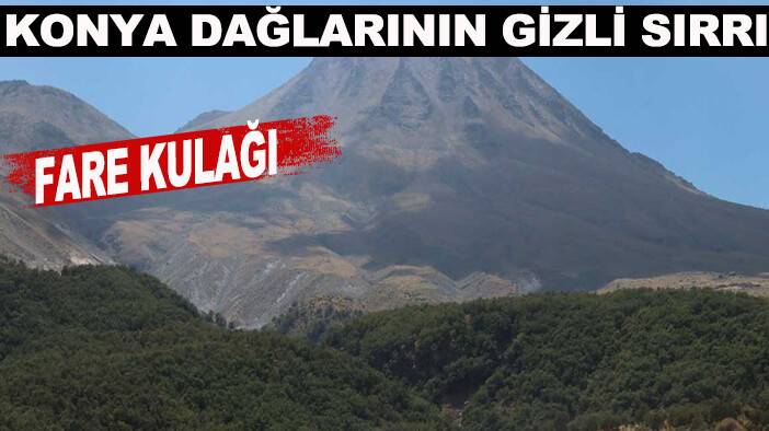 Konya dağlarının gizli sırrı: Fare kulağı