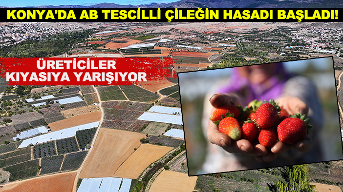 Konya'da AB tescilli çileğin hasadı başladı! Üreticiler kıyasıya yarışıyor