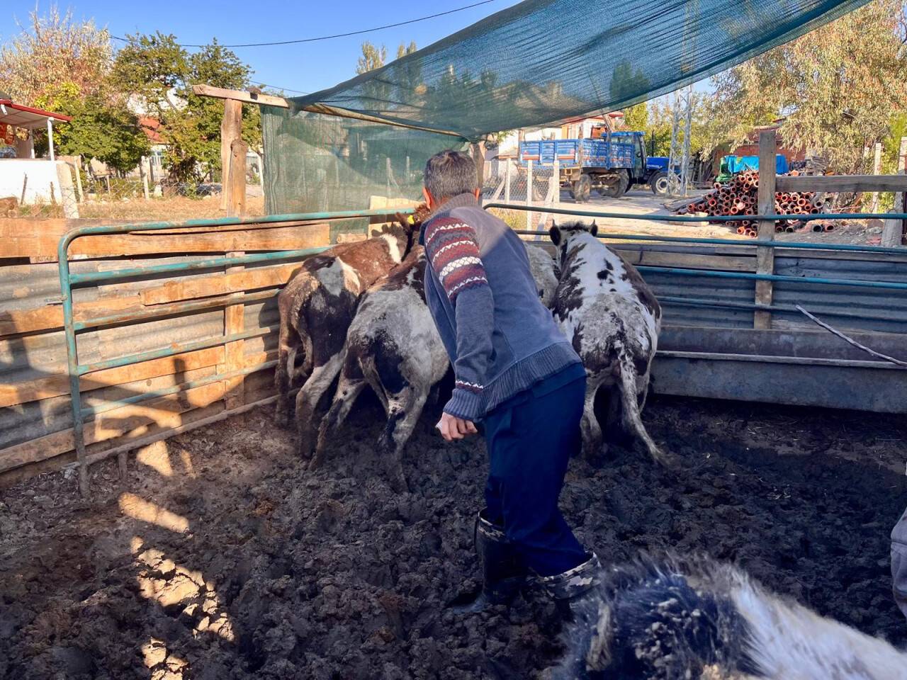 Konya'nın ilçesinde şap aşılama sürüyor