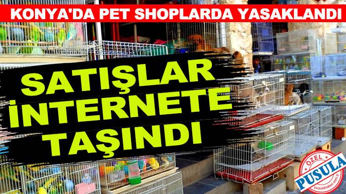Konya'da pet shoplarda yasaklandı, satışlar internete taşındı