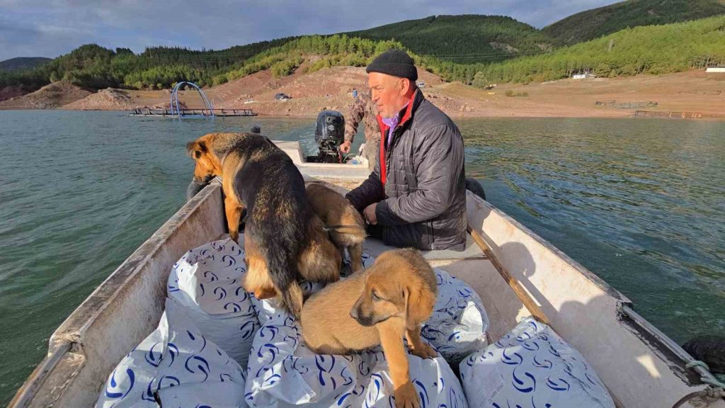 Balıkçı ile köpeklerin sıra dışı arkadaşlığı