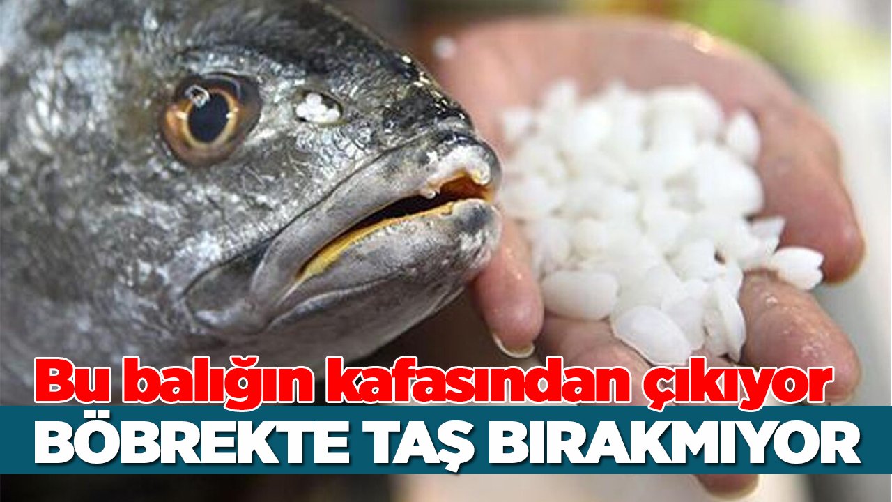 Bu balığın kafasından çıkıyor, böbrek taşlarını düşürüyor