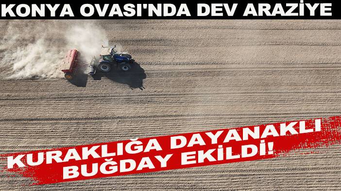 Konya Ovası'nda dev araziye kuraklığa dayanaklı buğday ekildi!