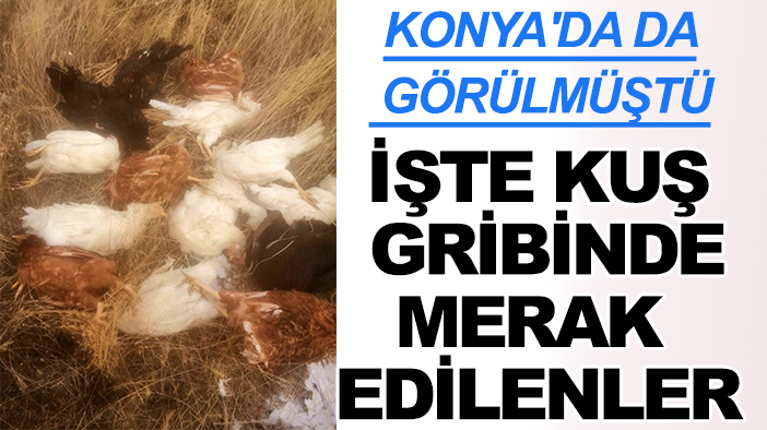 Konya'da da görülmüştü: Uzman isim kuş gribinde merak edilenleri açıkladı