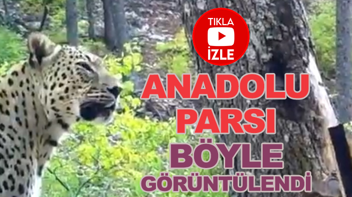 Anadolu parsı  görüntülendi