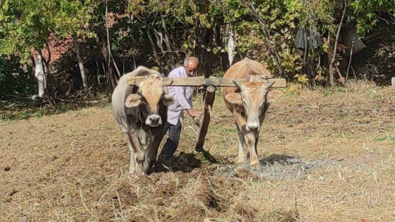 Bu köyde sarp arazilerde tarım karasabanla yapılıyor