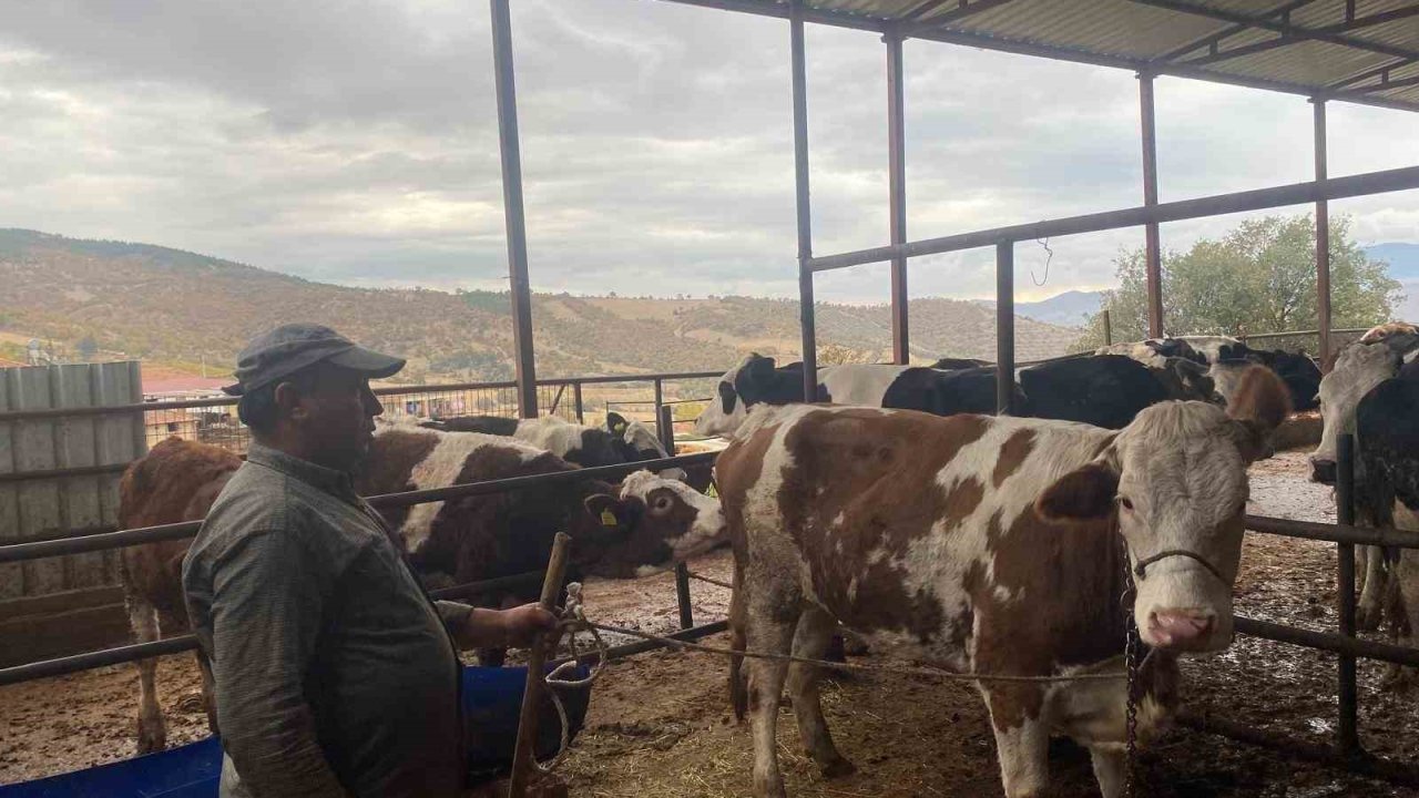 Manisa'da ahırdan firar eden inek 42 gün kovalamacanın ardından Denizli'de yakalandı