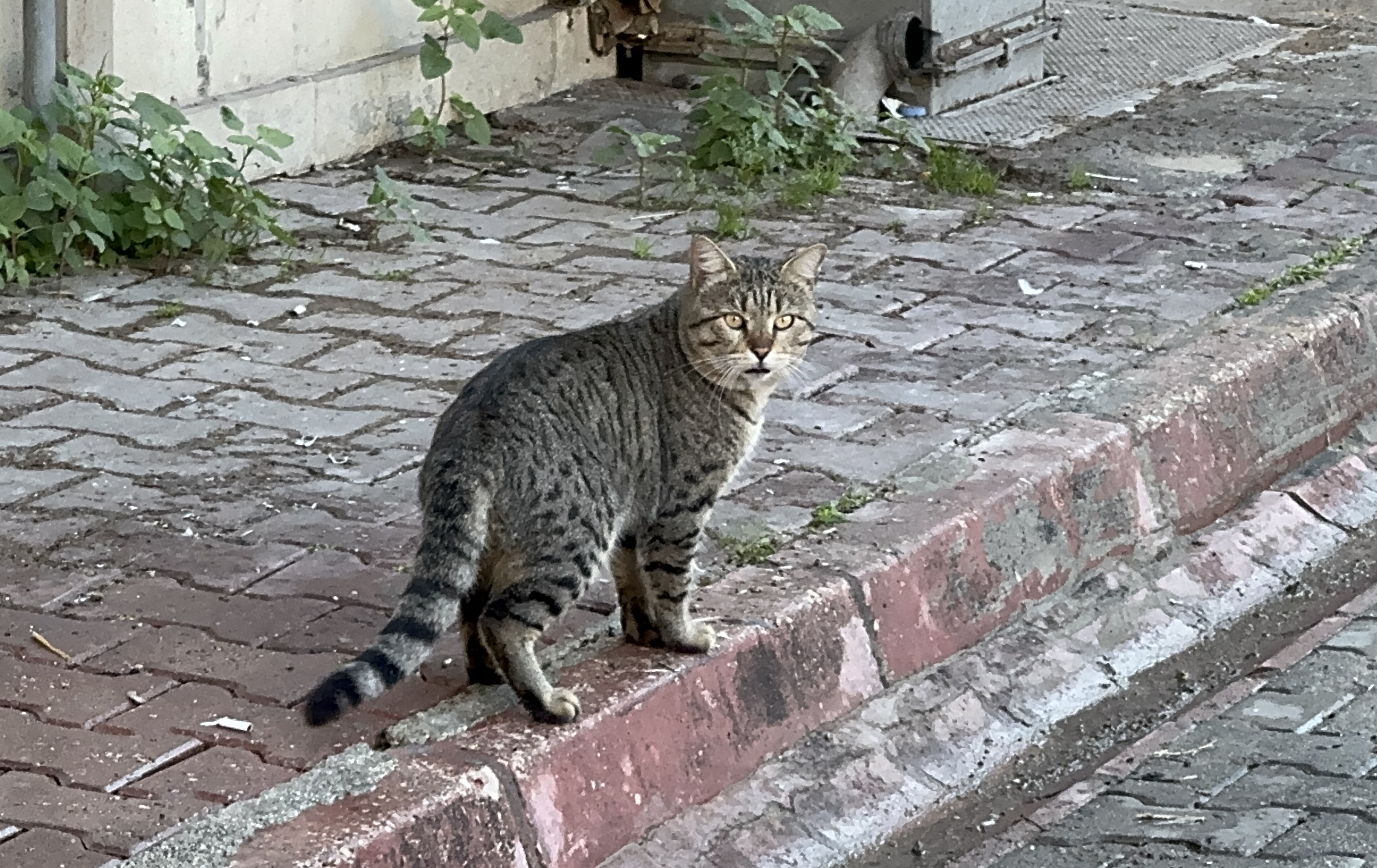 Adana'da bir kedi yemek yiyen işçinin dönerini çaldı (VİDEOLU)