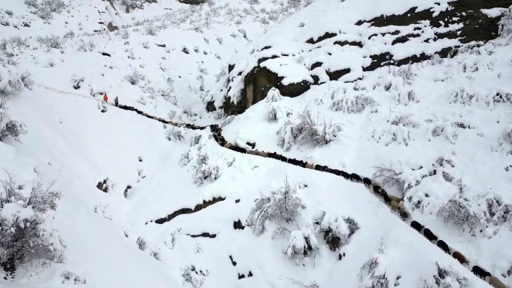 Çığ ve kar yağışı nedeniyle 350 koyun uçurumdan düştü