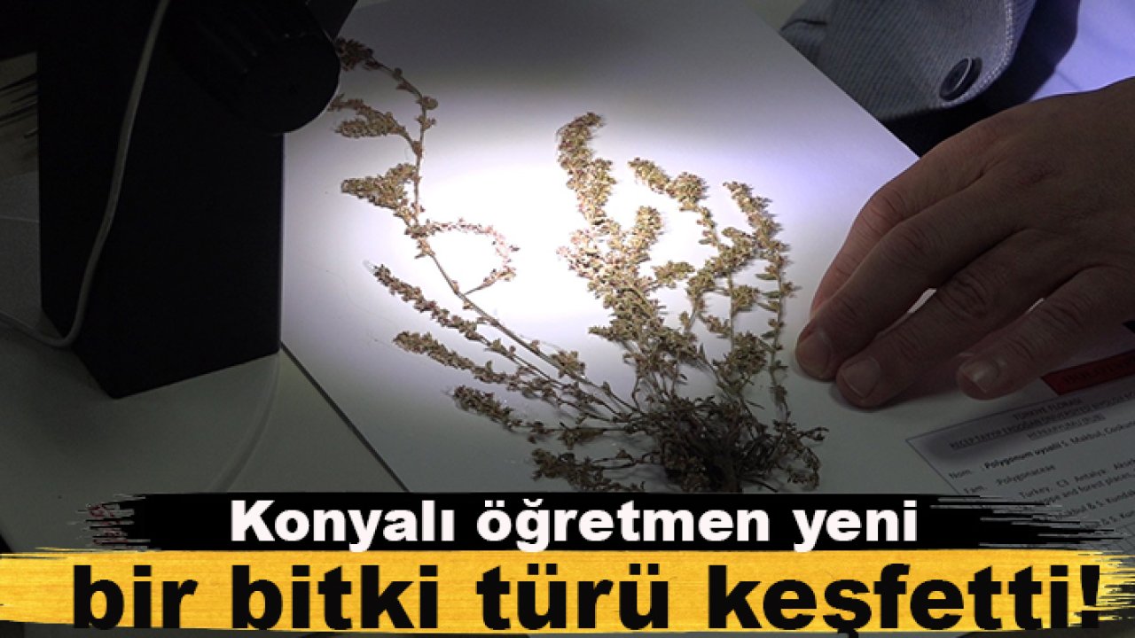 Konyalı öğretmen yeni bir bitki türü keşfetti!