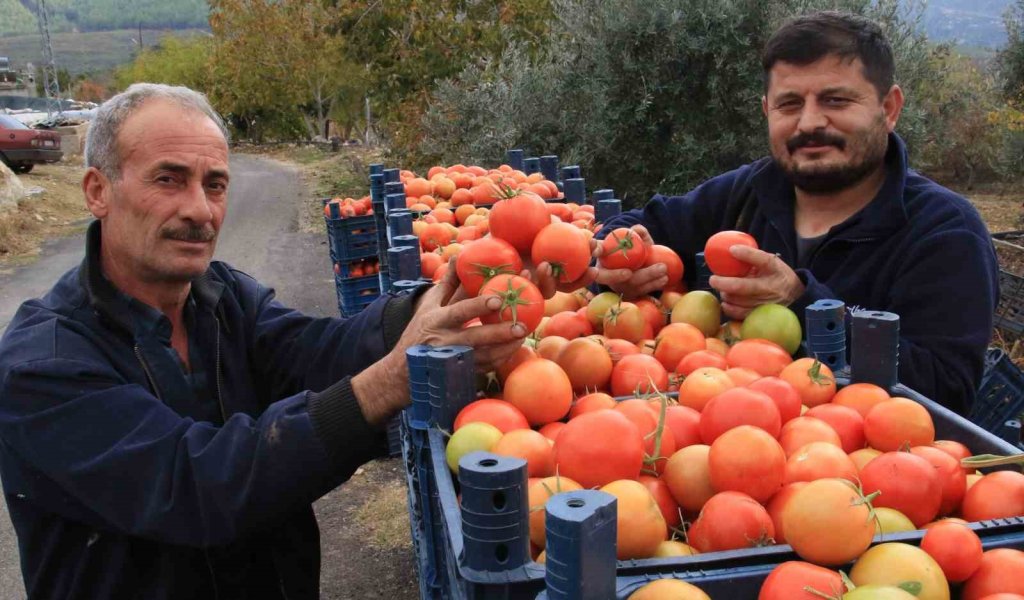 Domates hasadı devam ediyor, üreticinin yüzü gülüyor