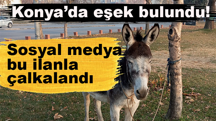 Konya’da eşek bulundu! Sosyal medya bu ilanla çalkalandı