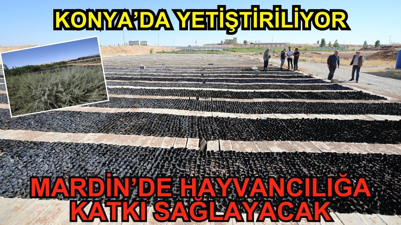 Konya'da yetiştiriliyor, Mardin'de hayvancılığa katkı sağlayacak