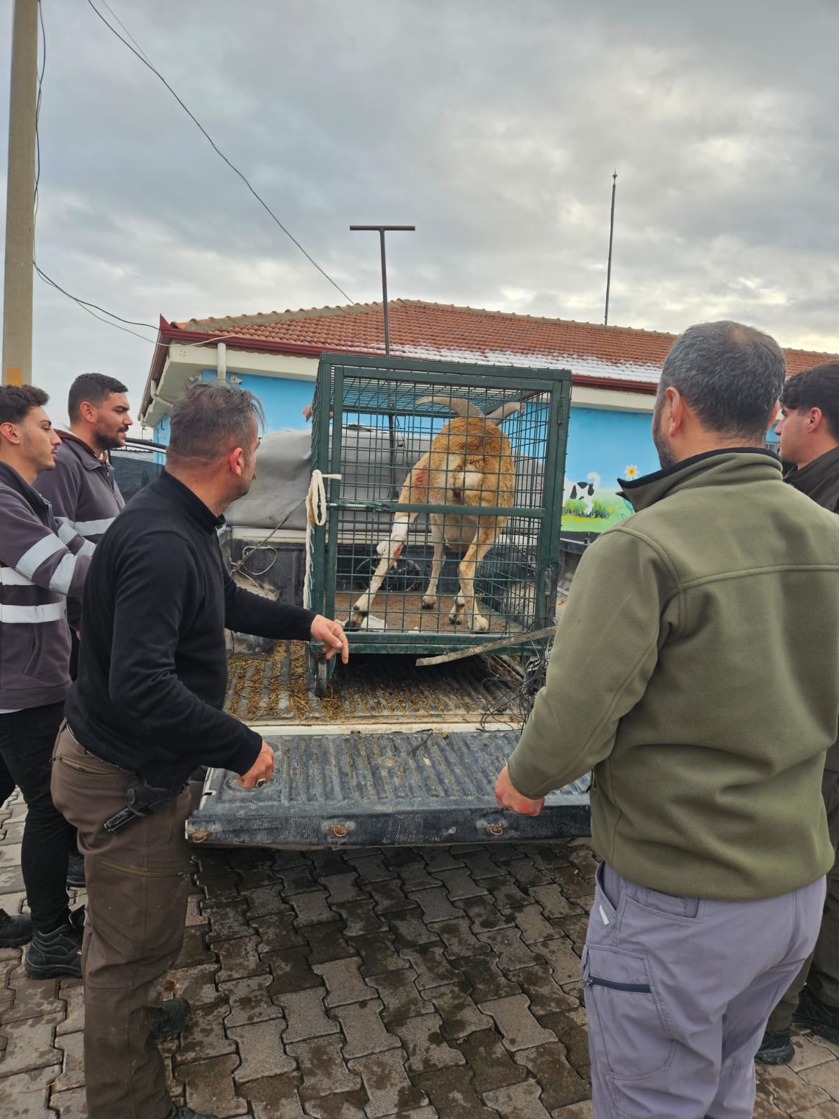 Aksaray'da bahçe teline takılan yaban koyunu kurtarıldı