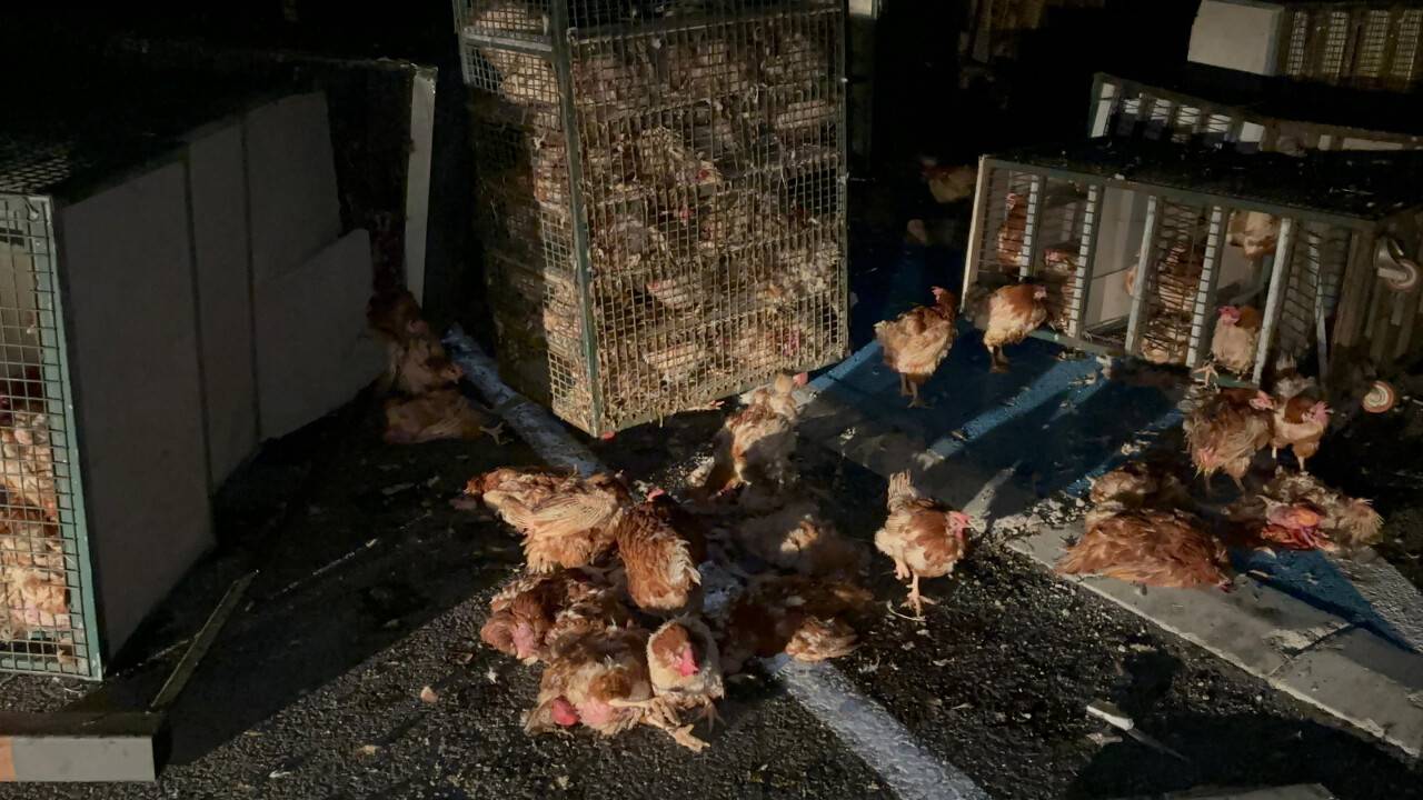 Tavuk yüklü kamyon devrildi