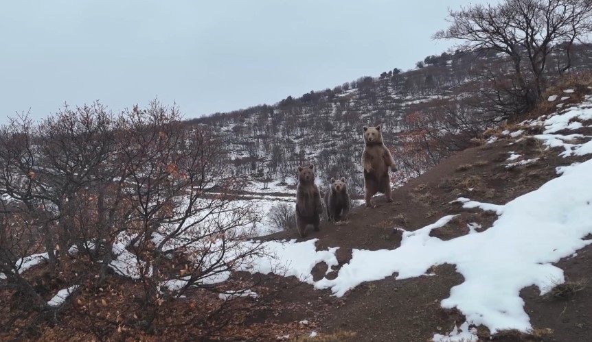 Ayı ailesi, fotoğrafçıya poz verdi