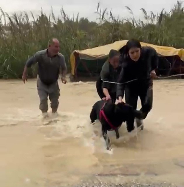 Manavgat’ta sel felaketi: Vatandaşlar köpeği kurtardı (VİDEOLU)