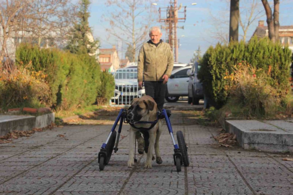 Sakat kalan köpeğini yürüteç ile hayata bağladı