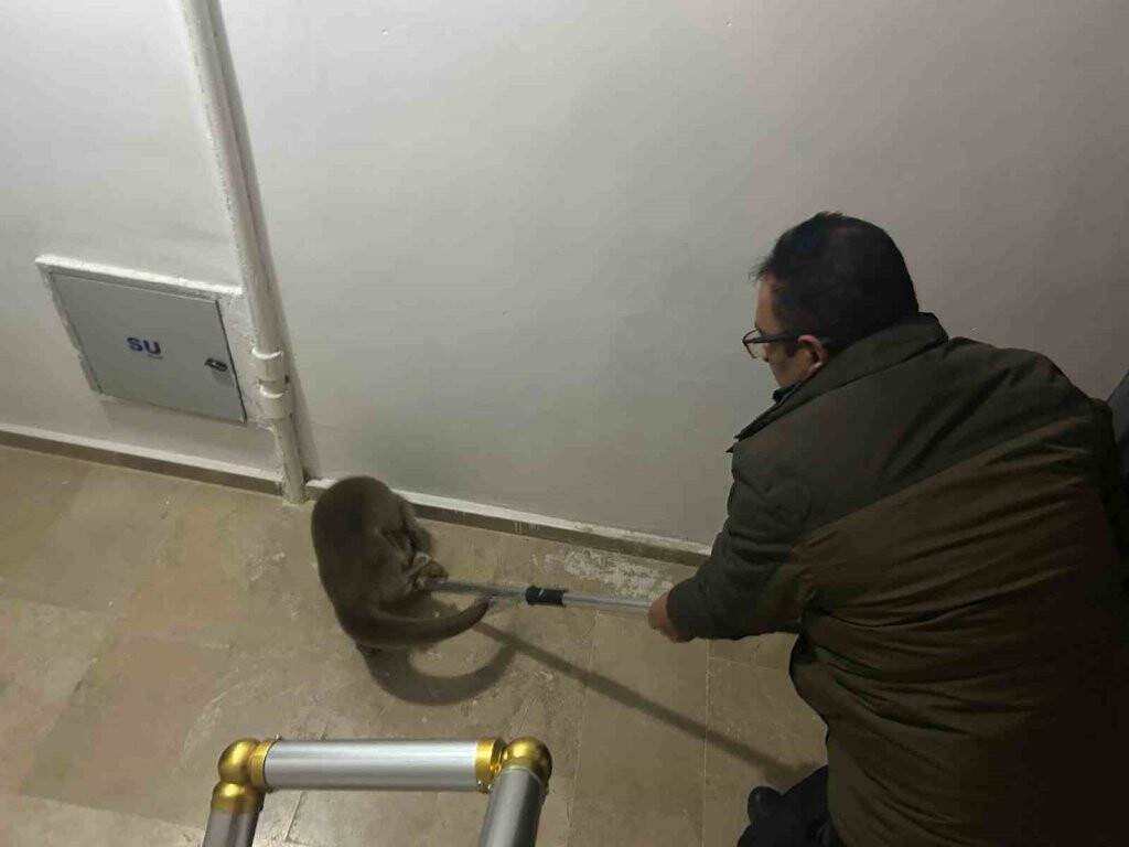 Sivas'ta apartmana giren su samuru hayrete düşürdü (VİDEOLU)