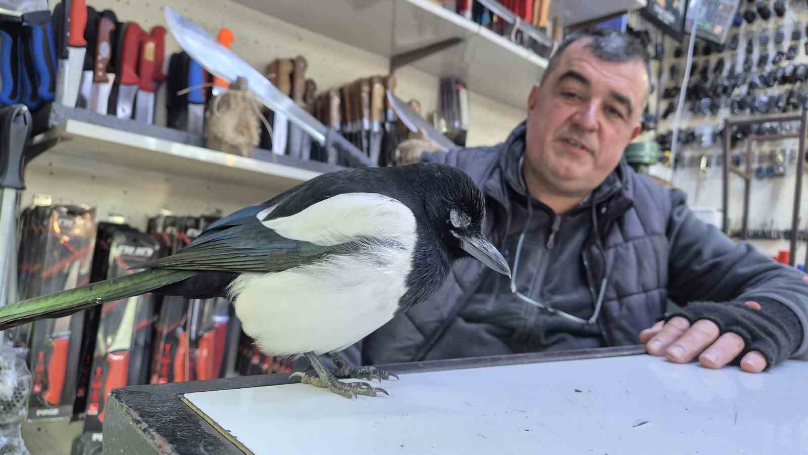 Doğası gereği evcil değil: Bıçakçı ile dostluğu şaşırttı