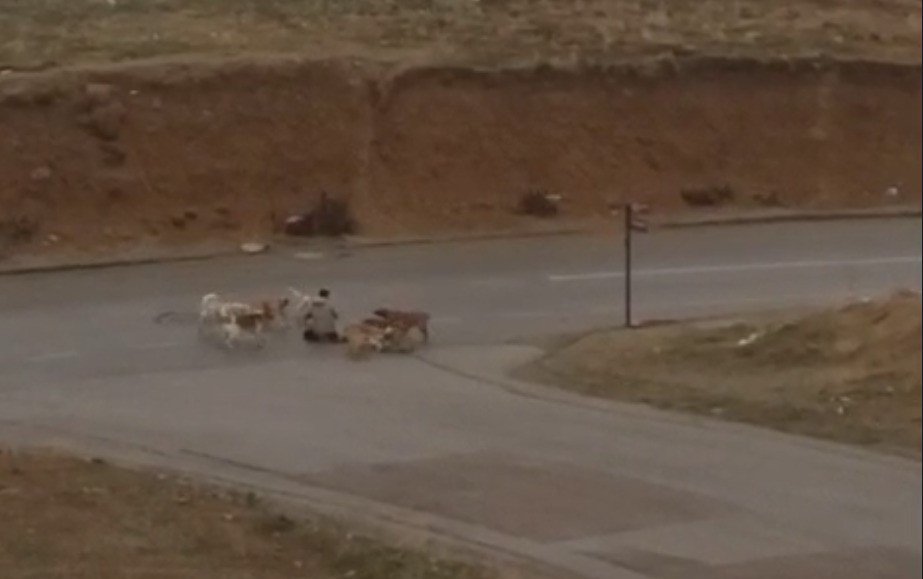 Başıboş köpek saldırıları mahalle sakinlerini tedirgin ediyor (VİDEOLU)