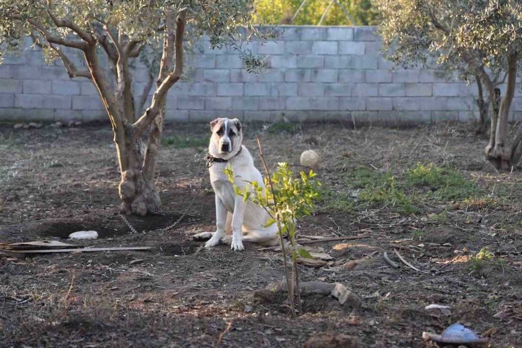 Kuduz köpek mahalleyi karantinaya aldırdı