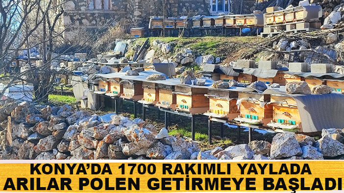 Konya’da 1700 rakımlı yaylada arılar polen getirmeye başladı