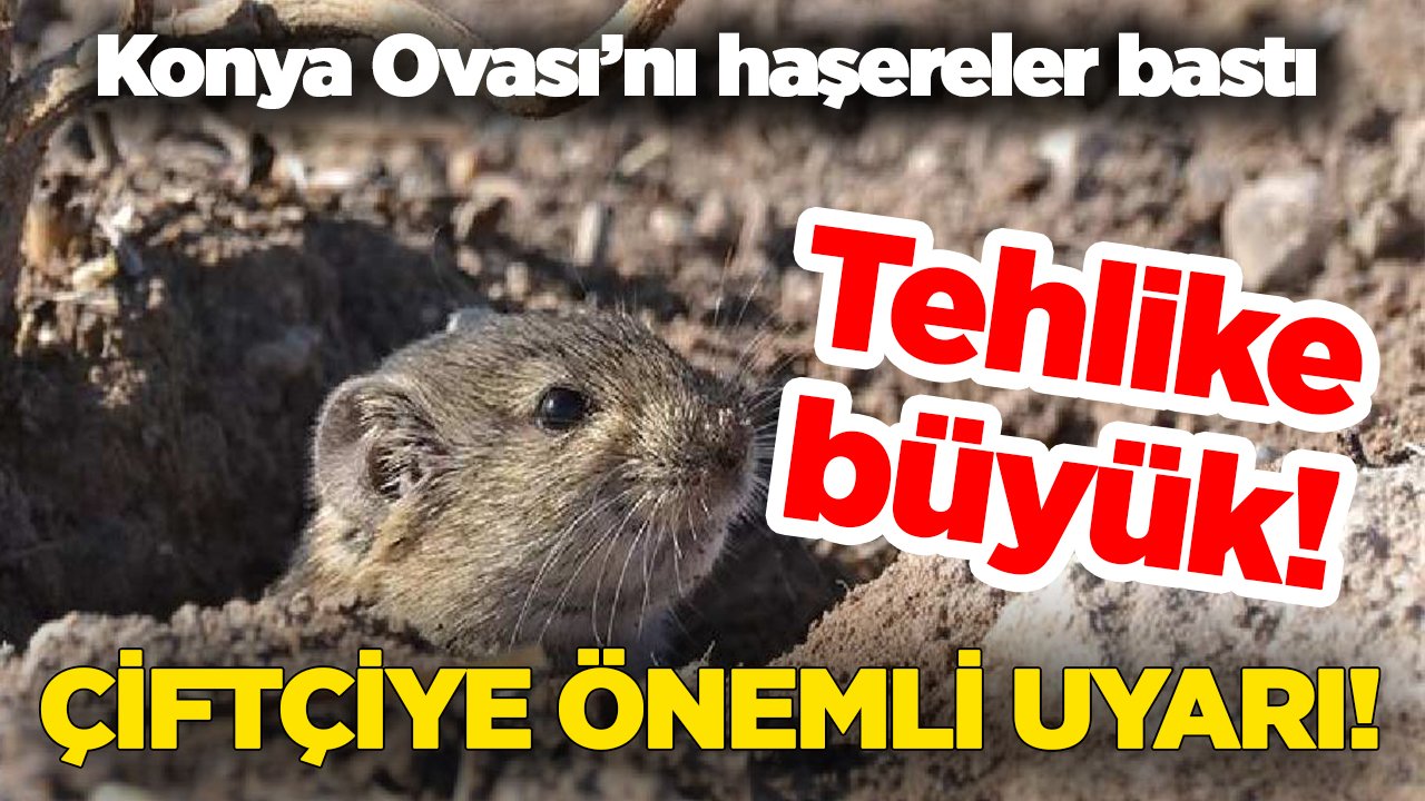 Konya Ovası'nda büyük tehlike! Fareler istila etti