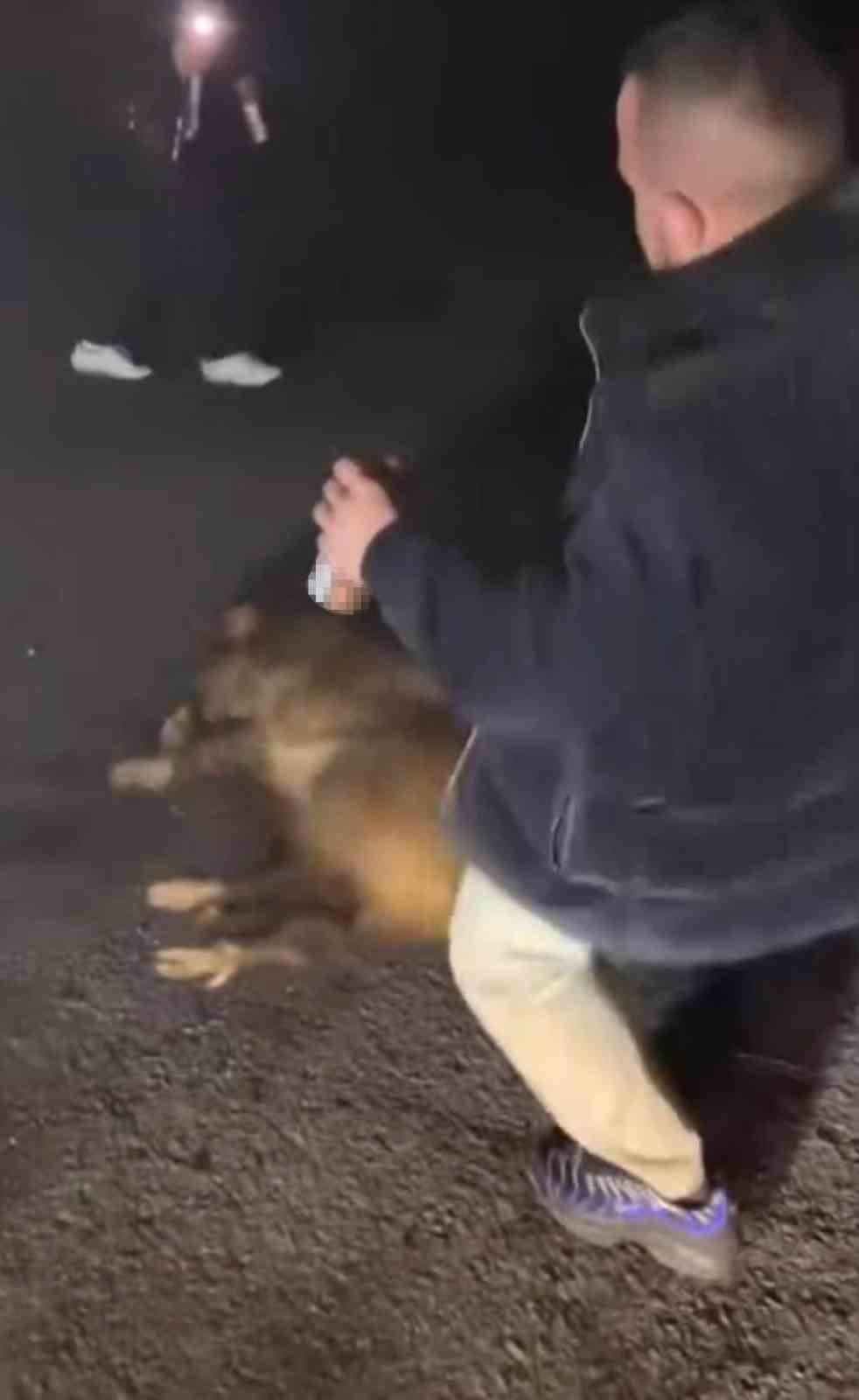 Sakarya'da domuza işkence eden 3 kişi gözaltına alındı