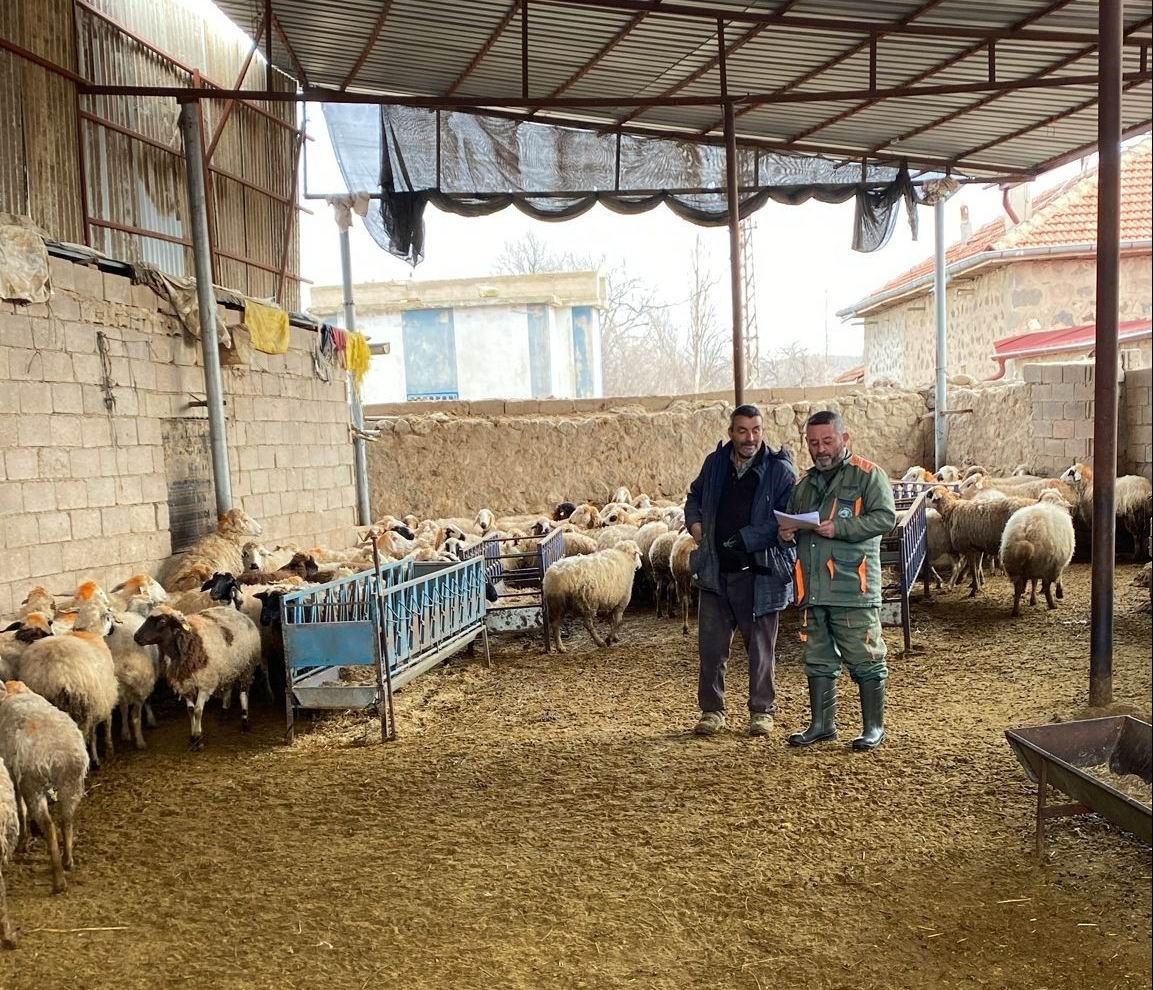 Konya'da küçükbaş hayvanlara şap aşısı