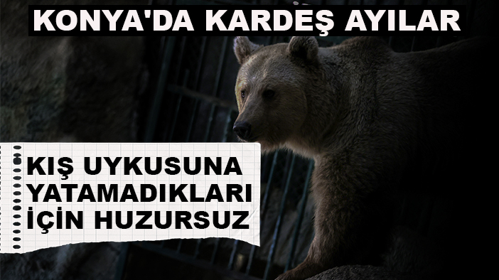 Konya'da kardeş ayılar kış uykusuna yatamadıkları için huzursuz