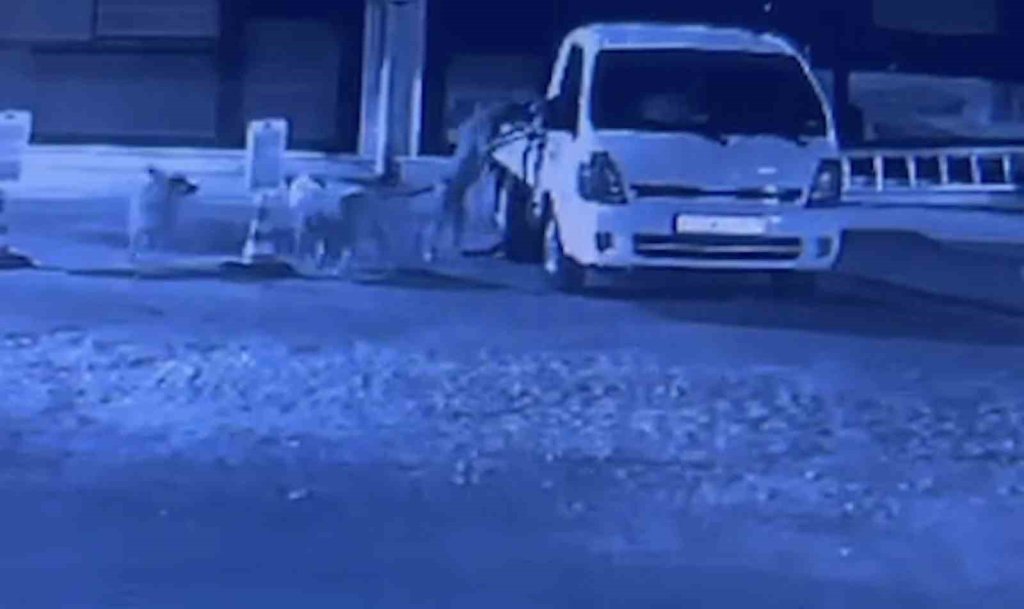 Sokak köpekleri kamyoneti parçaladı: 200 bin TL'lik hasar (VİDEOLU)