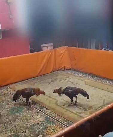 Horoz dövüşü operasyonu: 8 gözaltı