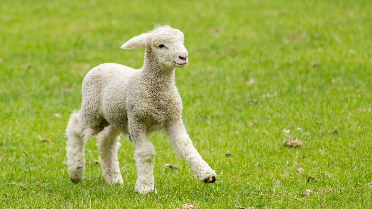 Yeni yılın ilk kuzuları dünyaya geldi