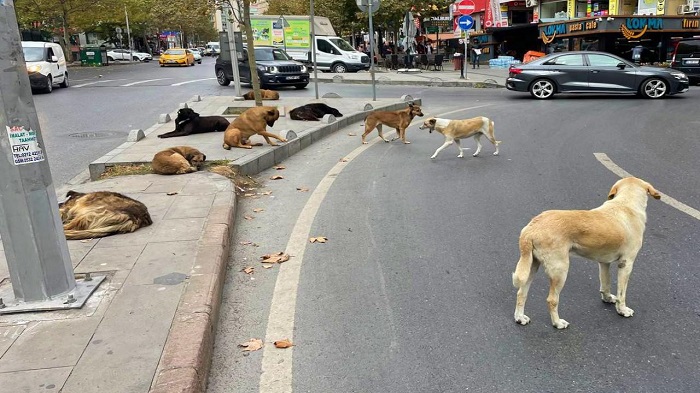 Bakanlıktan 81 ile talimat: Başıboş köpekler için yeni adım!