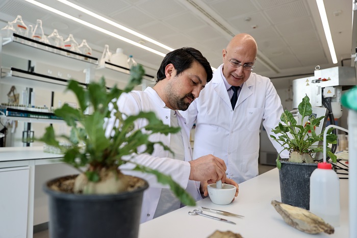 Konya'daki çalışmalarda bulundu:  Şeker pancarı kök çürüklüğüne doğal çözüm