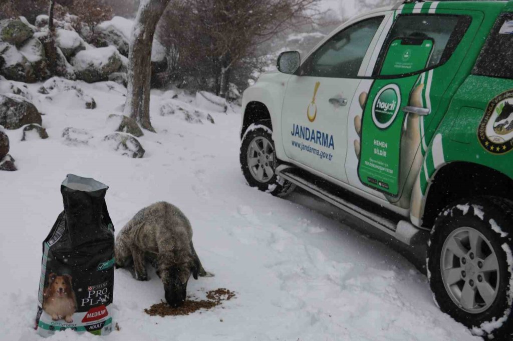 Jandarma zorlu kış şartlarında hayvanları yalnız bırakmıyor