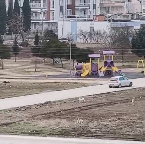 Sokak köpekleri 10 yaşındaki çocuğa saldırdı