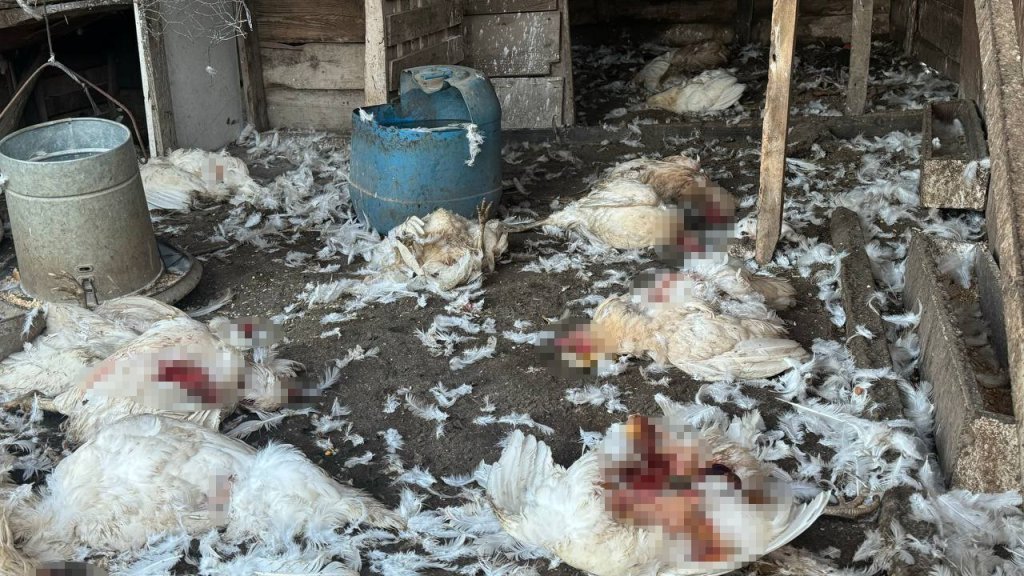 Başıboş köpekler ağıl ve kümesi bastı: 5 koyun, 30 tavuk telef oldu