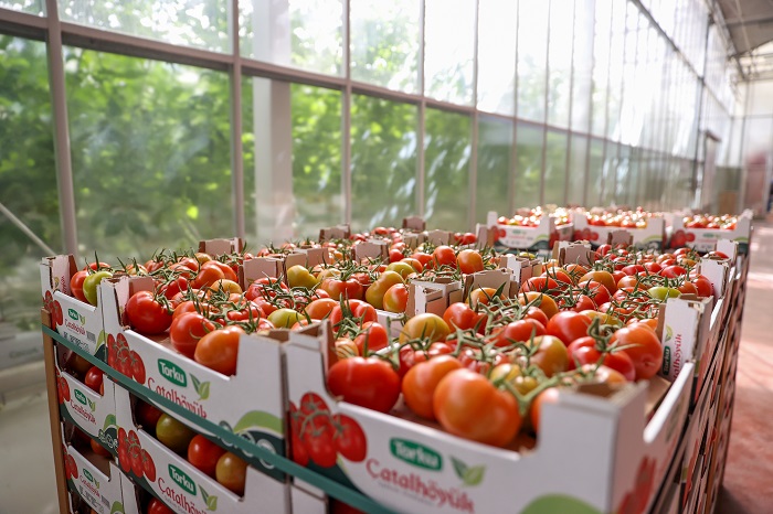 Konya'daki fabrikada çevreci üretim: Atıklar seracılığa can veriyor