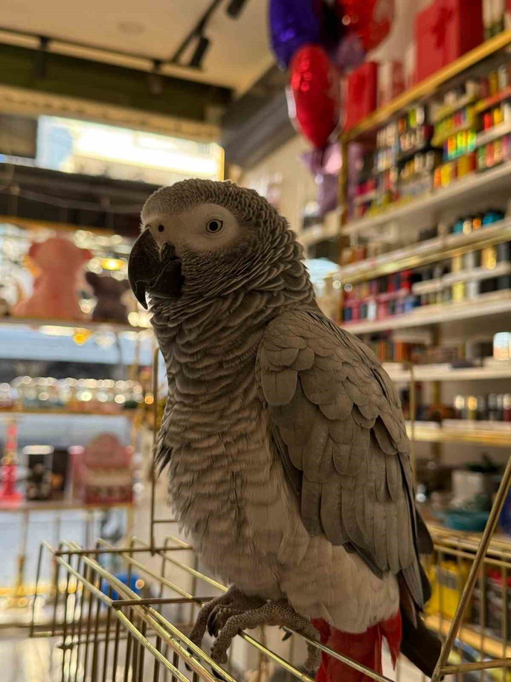 İstanbul'da ilginç hırsızlık kamerada: Papağını çalıp, kayıplara karıştı