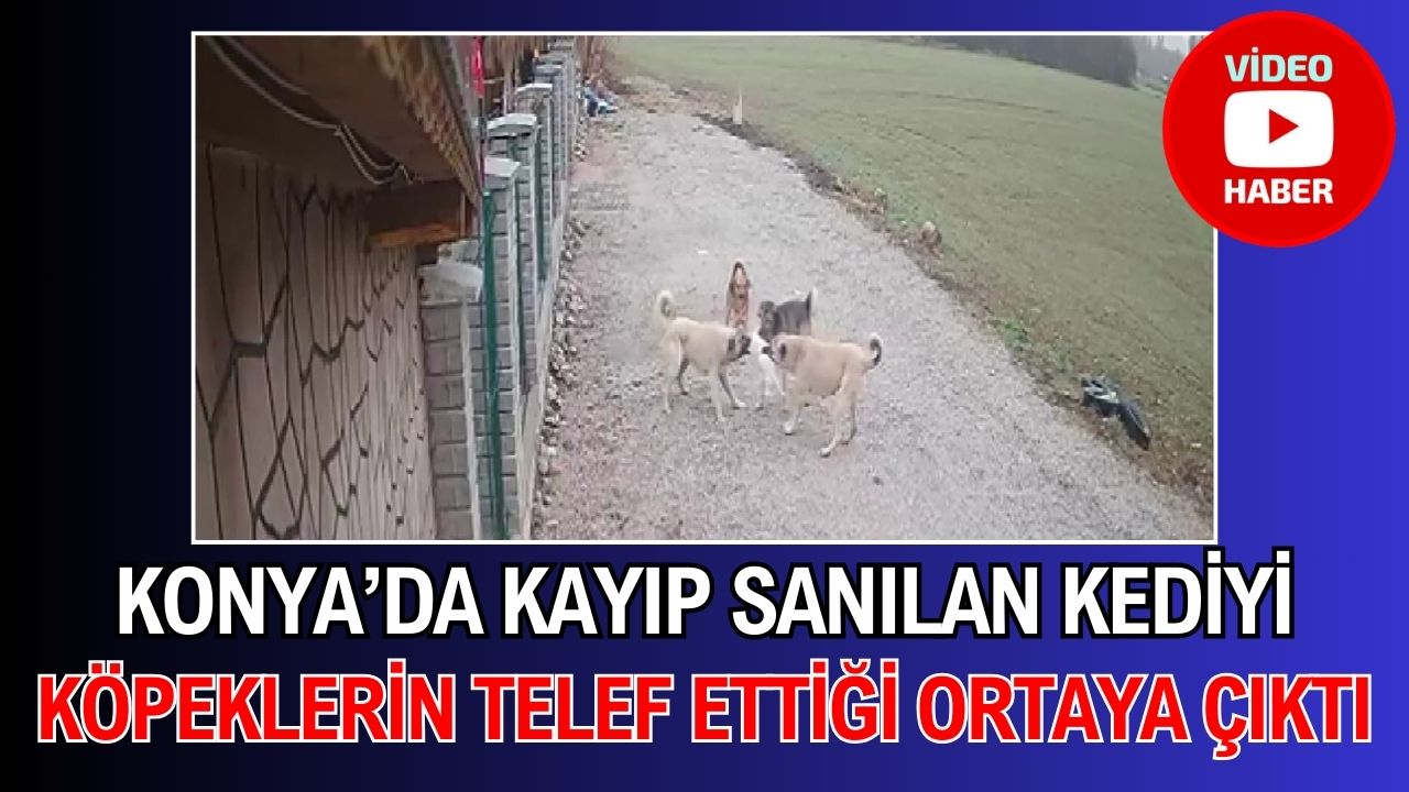 Konya'da kayıp sanılan kedinin köpekler tarafından telef edildiği ortaya çıktı