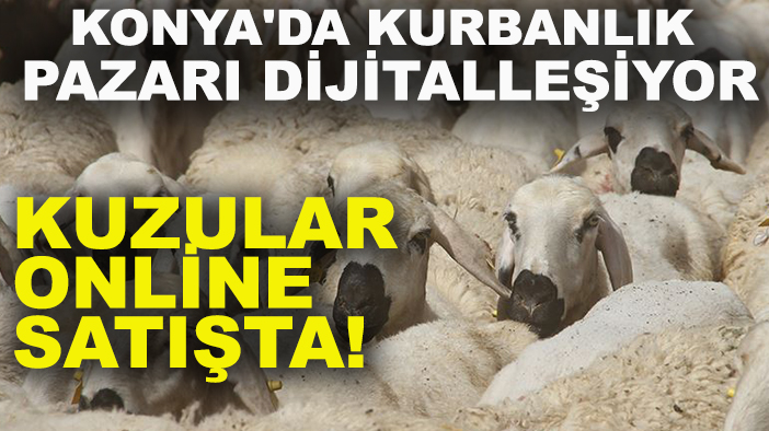 Konya'da kurbanlık pazarı dijitalleşiyor: Kuzular online satışta!