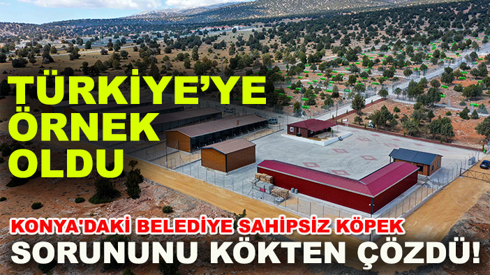 Konya'daki belediye sahipsiz köpek sorununu kökten çözdü! Türkiye’ye örnek oldu