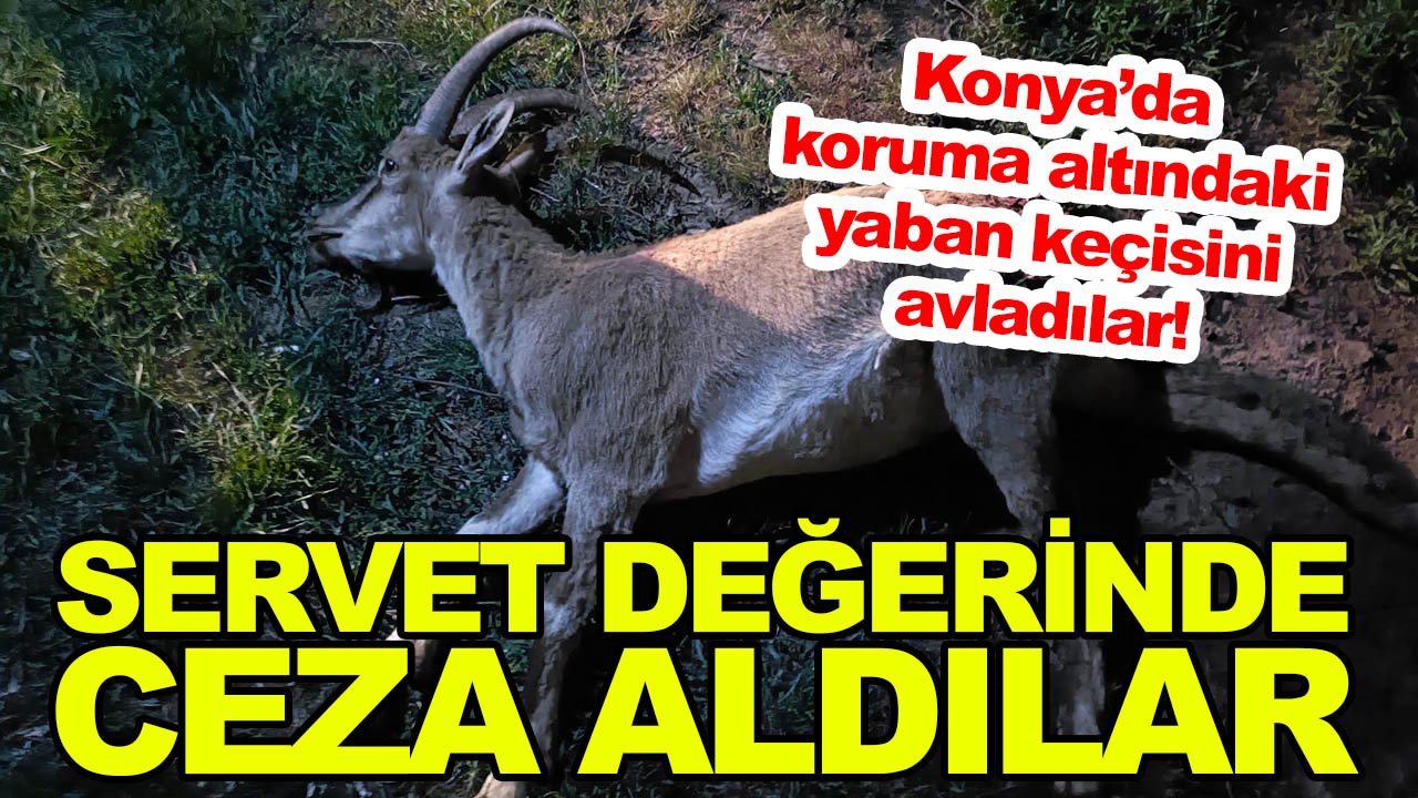 Konya'da avlanan yaban keçisi için 687 bin 974 lira ceza