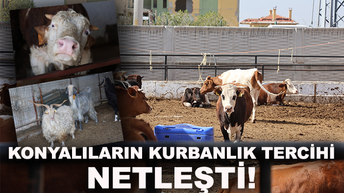 Konyalıların kurbanlık tercihi netleşti! İşte en çok rağbet görenler