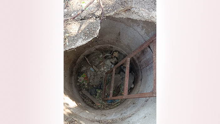 Anne köpeğin kuyuya düşen yavrularına kavuşması yürekleri ısıttı