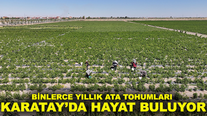 Binlerce yıllık Ata Tohumları Karatay’da hayat buluyor