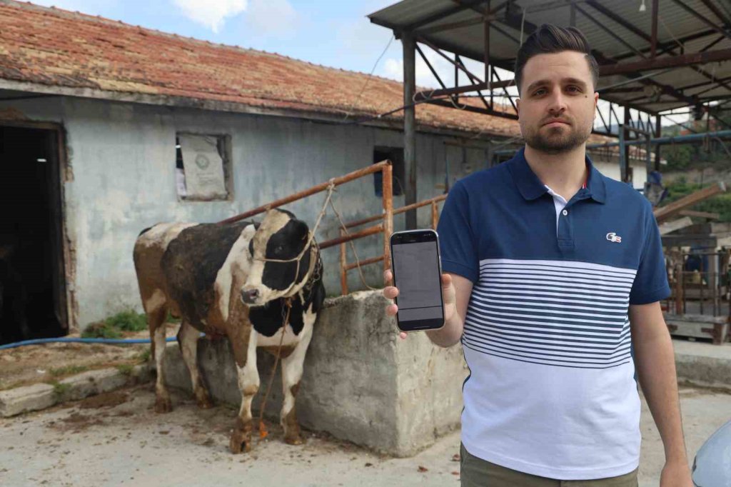 Kurbanlık danaları almak isterken 200 bin TL dolandırıldı: "Ava giderken avlandık"